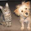 cat and dog